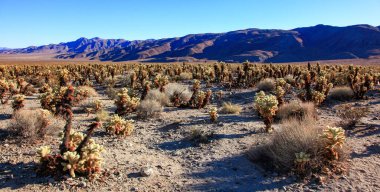 Oyuncak ayı cholla (Cylindropuntia bigelovii) - Kaliforniya 'nın Joshua Tree NP çölünde inatçı sarımsı dikenli armut kaktüsleri