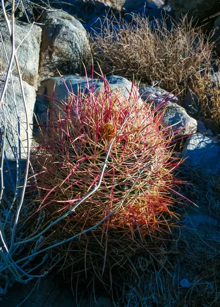 Çöl fıçısı kaktüsü (Ferocactus cylindraceus) - Joshua Tree Ulusal Parkı, Kaliforniya 'da çölde bir kaya çatlağında büyüyen kırmızı dikenli bir kaktüs.