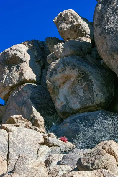 Çöl fıçısı kaktüsü (Ferocactus cylindraceus) - Joshua Tree Ulusal Parkı, Kaliforniya 'da çölde bir kaya çatlağında büyüyen kırmızı dikenli bir kaktüs.