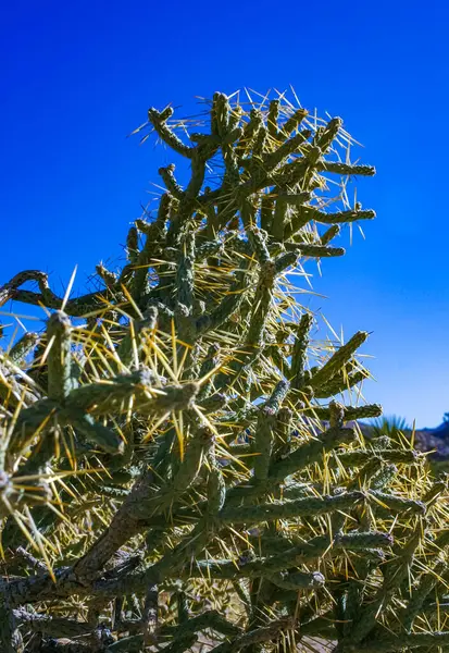 Dallı kalem kollası (Cylindropuntia ramosissima) - Joshua Tree NP, Kaliforniya yakınlarındaki bir kaya çölünde uzun dikenli bir kaktüsün segmentli sapı