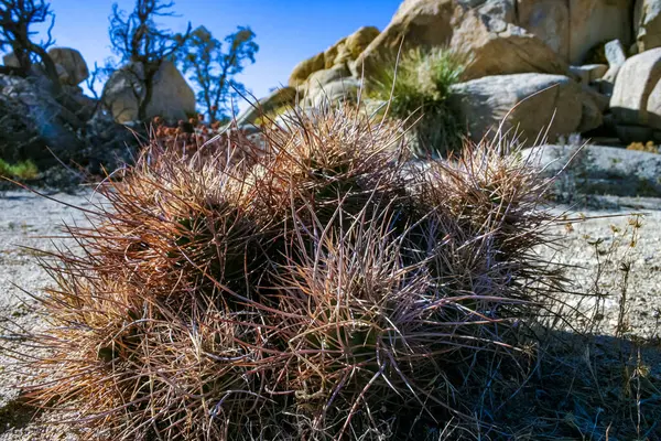 Çilekli kirpi kaktüsü (Echinocereus engelmannii) - Joshua Tree NP, Kaliforniya 'da bir çöl kayalığında uzun dikenli kaktüs grubu.