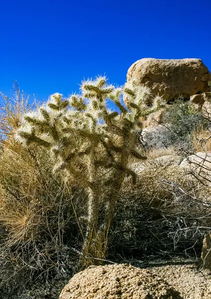 Sillindropuntia bigelovii - Kaktüs şekilli uzun gümüş dikenli ve Joshua Tree NP yakınlarında kaya çölü olan