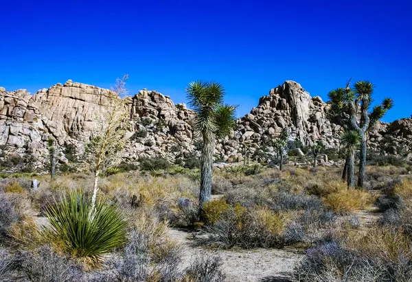 Kaya manzarası, Yucca Brevifolia Mojave Çölü Joshua Tree Ulusal Parkı, CA