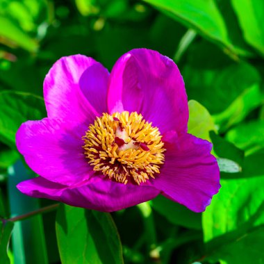 Bahçe ağacı şakayığının kırmızı çiçeği, bahçede bal bitkisi, Ukrayna