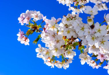 Sakura 'nın beyaz ve pembe çiçekleri (vahşi kiraz) bahçede mavi gökyüzüne karşı, Ukrayna