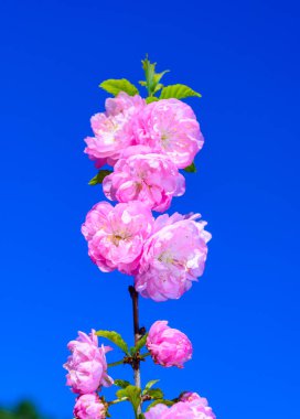 Bazen çiçek açan erik veya çiçek açan badem (Prunus triloba)