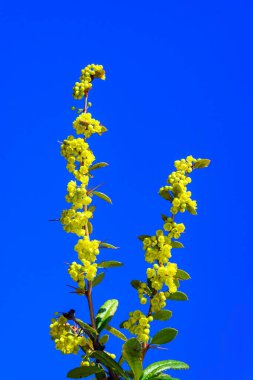 Branch with yellow barberry flowers in the garden against the blue sky, Ukraine clipart