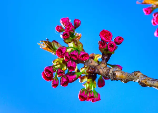 stock image Unopened buds of pink flowers of the sakura (wild cherry) tree against the blue sky in the garden, Ukraine