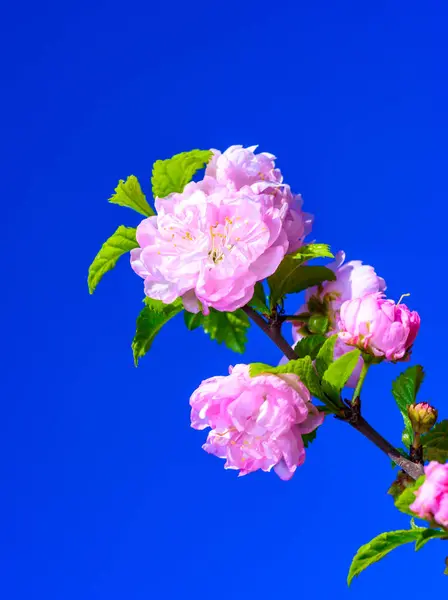 stock image Sometimes called flowering plum or flowering almond (Prunus triloba)