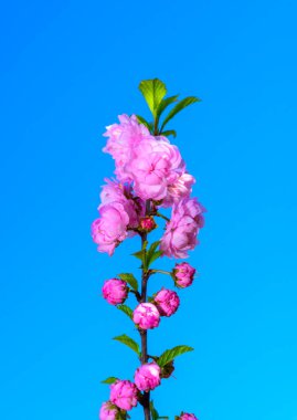 Bazen çiçek açan erik veya çiçek açan badem (Prunus triloba)