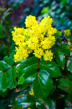 Mahonia aquifolium (Oregon-grape or Oregon grape), inflorescence with yellow flowers on a background of green leaves in the garden, Ukraine clipart