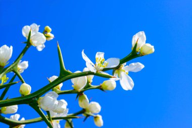 Poncirus trifoliata - Evergreen poncirus bush blooming with white flowers  clipart