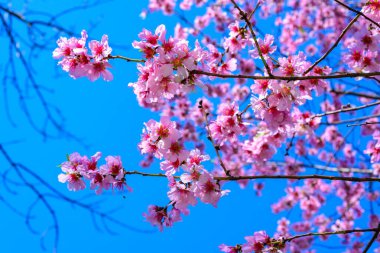 Sakura 'nın pembe çiçekleri (vahşi kiraz) bahçede mavi gökyüzüne karşı, Odessa