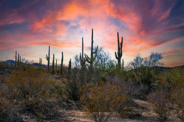 Desert landscape with cacti (Stenocereus thurberi, Carnegiea gigantea) and other succulents in Organ Pipe National Park, Arizona clipart