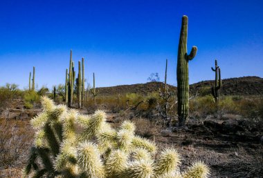 Carnegiea Gigantea ve Teddy-bear cholla (Cylindropuntia bigelovii) - çöl manzarası, Joshua Tree NP, Kaliforniya 'da inatçı sarımsı dikenli büyük armut kaktüsleri
