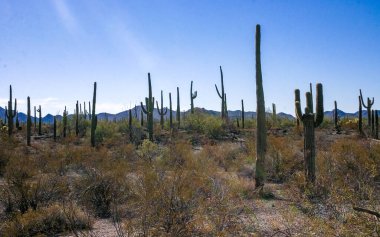 Kaktüslü çöl manzarası (Stenocereus thurberi, Carnegiea gigantea) ve Organ Borusu NP, Arizona 'daki diğer sulu bitkiler