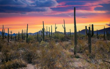 Kaktüslü çöl manzarası (Stenocereus thurberi, Carnegiea gigantea) ve Organ Borusu NP, Arizona 'daki diğer sulu bitkiler