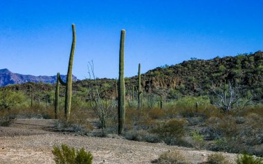 Kaktüslü çöl manzarası (Stenocereus thurberi, Carnegiea gigantea) ve Organ Borusu NP, Arizona 'daki diğer sulu bitkiler