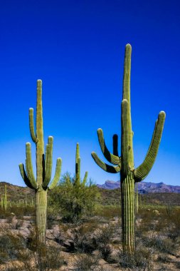 Kaktüslü çöl manzarası (Carnegiea gigantea) ve Arizona 'daki Organ Borusu NP' deki diğer sulu bitkiler