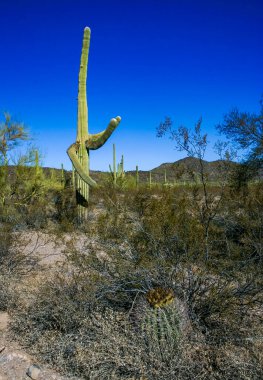 Carnegiea dev çayı, Ferocactus wislizeni (Fishhook Barrel Kaktüsü) - Arizona 'daki Organ Pipe Kaktüs Ulusal Parkı' ndaki kaya çölünde olgunlaşmış meyve ve tohumlarla çiçek açan bitki.