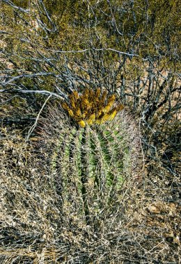 Ferocactus wislizeni (Fishhook Barrel Kaktüsü) - Arizona 'daki Organ Pipe Kaktüs Ulusal Parkı' ndaki kaya çölünde olgunlaşmış meyve ve tohumlarla çiçek açan bitki.