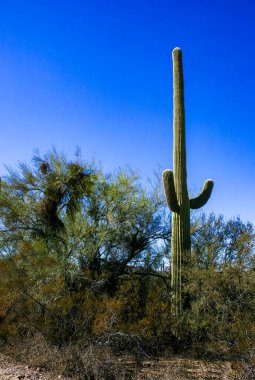 Kaktüslü çöl manzarası (Carnegiea gigantea) ve Arizona 'daki Organ Borusu NP' deki diğer sulu bitkiler