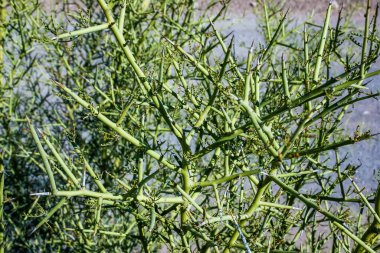Dikenli taç, Koeberlinia spinosa, Arizona 'daki Organ Boru Kaktüsü Ulusal Parkı' ndaki kaya çölündeki dikenli yeşil bitki.