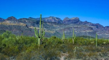 Kaktüslü çöl manzarası (Carnegiea gigantea) ve Arizona 'daki Organ Borusu NP' deki diğer sulu bitkiler