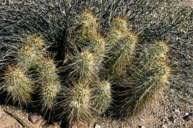 Çilekli kirpi kaktüsü (Echinocereus engelmannii) - Joshua Tree NP, Kaliforniya 'da uzun kahverengi dikenli dikenli kaktüs grubu.