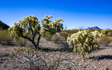 Teddy-bear cholla (Cylindropuntia bigelovii) - Kaliforniya 'da Joshua Tree NP' de inatçı sarımsı dikenli büyük dikenli armut kaktüsleri
