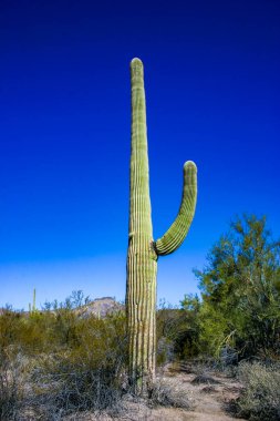 Kaktüslü çöl manzarası (Carnegiea gigantea) ve Arizona 'daki Organ Borusu NP' deki diğer sulu bitkiler