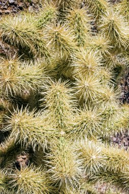 Teddy-bear cholla (Cylindropuntia bigelovii) - desert landscape, large thickets of prickly pear cactus with tenacious yellowish spines in Joshua Tree NP, California clipart