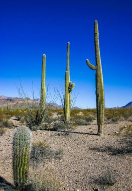 Desert landscape with cacti (Carnegiea gigantea) and other succulents in Organ Pipe NP, Arizona clipart