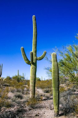 Kaktüslü çöl manzarası (Carnegiea gigantea) ve Arizona 'daki Organ Borusu NP' deki diğer sulu bitkiler