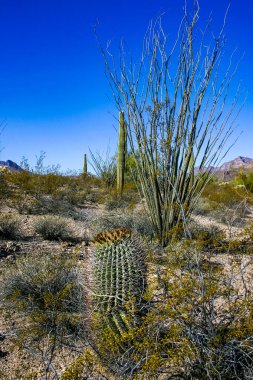 Ferocactus wislizeni (Fishhook Barrel Kaktüsü) - Arizona 'daki Organ Pipe Kaktüs Ulusal Parkı' ndaki kaya çölünde olgunlaşmış meyve ve tohumlarla çiçek açan bitki.