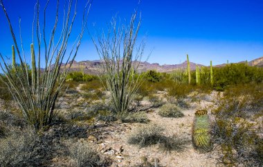 Desert landscape, Ocotillo (Fouquieria splendens), Ferocactus and Carnegiea gigantea, Organ Pipe National Park, Arizona clipart