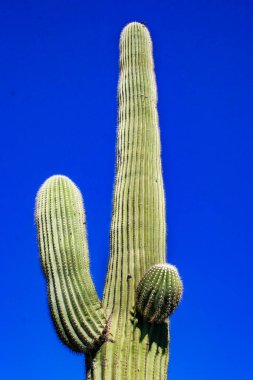 Carnegiea dev çayı. Arizona 'daki Organ Pipe Ulusal Parkı' ndaki kayalık çölde mavi bir gökyüzüne karşı dev bir kaktüs.