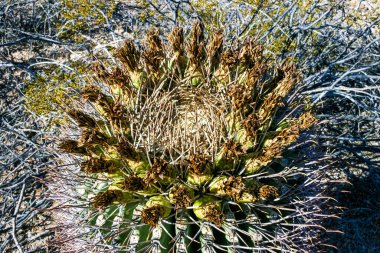 Ferocactus wislizeni (Fishhook Barrel Kaktüsü) - Arizona 'daki Organ Pipe Kaktüs Ulusal Parkı' ndaki kaya çölünde olgunlaşmış meyve ve tohumlarla çiçek açan bitki.