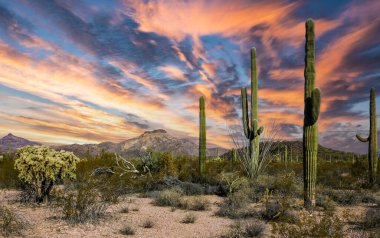 Kaktüslü çöl manzarası (Carnegiea gigantea) ve Arizona 'daki Organ Borusu NP' deki diğer sulu bitkiler