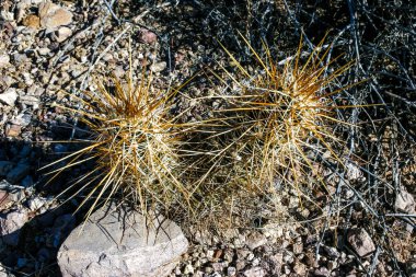 Çilekli kirpi kaktüsü (Echinocereus engelmannii) - Joshua Tree NP, Kaliforniya 'da uzun kahverengi dikenli dikenli kaktüs grubu.