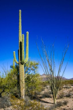 Çöl manzarası, Ocotillo (Fouquieria splendens) ve Carnegiea gigantea, Organ Borusu Ulusal Parkı, Arizona