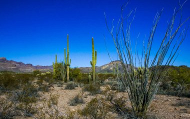 Desert landscape, Ocotillo (Fouquieria splendens) and Carnegiea gigantea, Organ Pipe National Park, Arizona clipart
