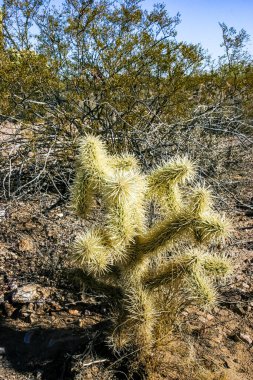 Teddy-bear cholla (Cylindropuntia bigelovii) - Kaliforniya 'da Joshua Tree NP' de inatçı sarımsı dikenli büyük dikenli armut kaktüsleri