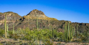 Kaktüslü çöl manzarası, Stenocereus Thurberi, Carnegiea dev çayı ve Arizona 'daki Organ Borusu Ulusal Parkı' ndaki diğer sulu bitki ve bitkiler.