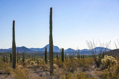 Kaktüslü çöl manzarası, Stenocereus Thurberi, Carnegiea dev çayı ve Arizona 'daki Organ Borusu Ulusal Parkı' ndaki diğer sulu bitki ve bitkiler.