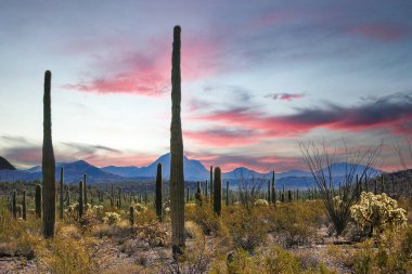 Kaktüslü çöl manzarası, Stenocereus Thurberi, Carnegiea dev çayı ve Arizona 'daki Organ Borusu Ulusal Parkı' ndaki diğer sulu bitki ve bitkiler.