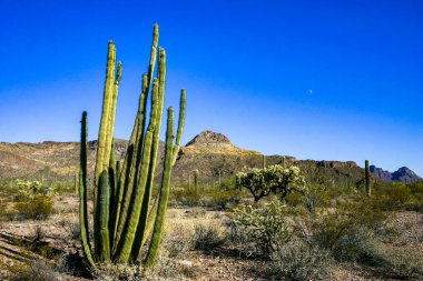 Desert landscape with cacti, Stenocereus thurberi, Carnegiea gigantea and other succulents and plants in Organ Pipe National Park, Arizona clipart