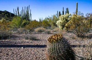 Ferocactus wislizeni (Fishhook Barrel Kaktüsü) - Arizona 'daki Organ Pipe Kaktüs Ulusal Parkı' ndaki kaya çölünde olgunlaşmış meyve ve tohumlarla çiçek açan bitki.