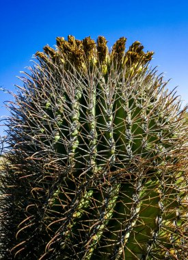 Ferocactus wislizeni (Fishhook Barrel Cactus) - flowering plant with ripening fruits and seeds in the rock desert in Organ Pipe Cactus National Park, Arizona clipart