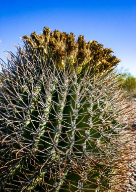 Ferocactus wislizeni (Fishhook Barrel Kaktüsü) - Arizona 'daki Organ Pipe Kaktüs Ulusal Parkı' ndaki kaya çölünde olgunlaşmış meyve ve tohumlarla çiçek açan bitki.
